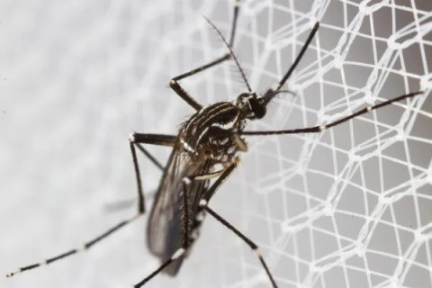 Anvisa aprova primeira vacina para Chikungunya