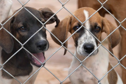 Governo de Minas intensifica ações no Abril Laranja para prevenir crueldade contra animais domésticos