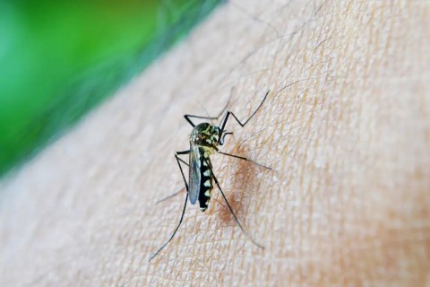OMS: dengue é indicador da relação mudanças climáticas e arboviroses
