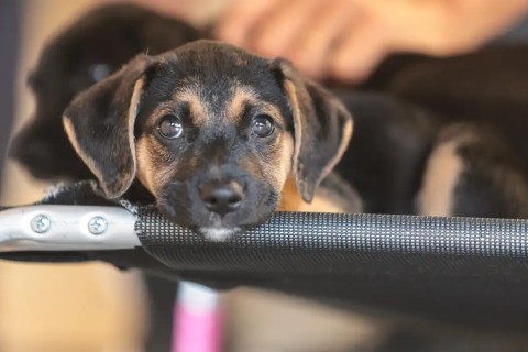 Governo abre consulta pública sobre genéricos e similares veterinários