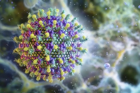 Nipah: saiba mais sobre o vírus que preocupa a Ásia