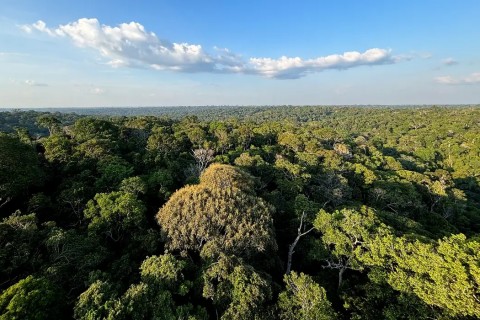 Amazônia e Cerrado evitaram emissões equivalentes às do Japão
