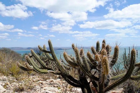 Ameaçada de desertificação, Caatinga terá área recuperada