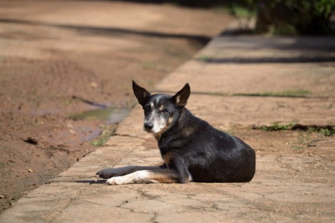 Prefeitura de Ubá lança programa SOS Pet Popular e abre licitação para ampliar atendimento veterinário a animais em situação de vulnerabilidade