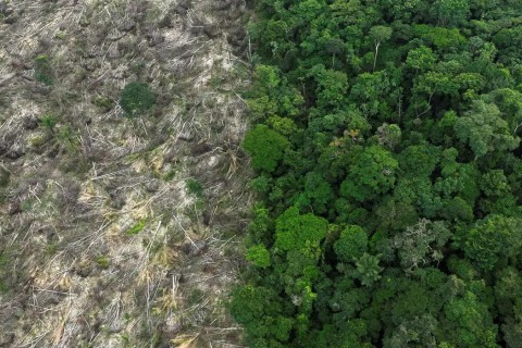 Restauro florestal pode render US$ 100 bi por ano a países tropicais