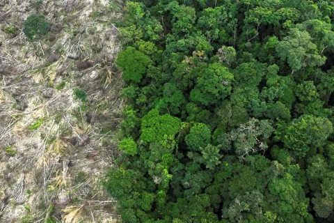 Em 40 anos, Amazônia perdeu área de vegetação do tamanho da França