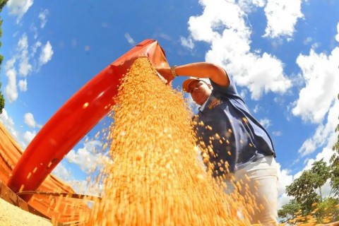 Brasil deve ter nova safra recorde de grãos em 2025/26, diz Conab